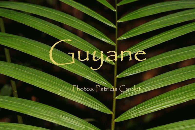 La Guyane française